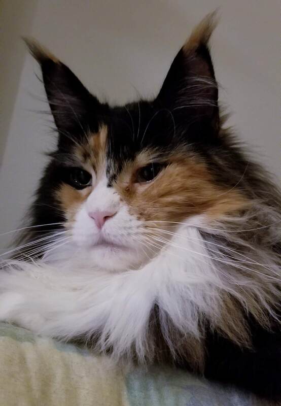 SRmainecoons -Maine Coons Cat , Maine Coon Kittens, Maine Coon For Sale ...